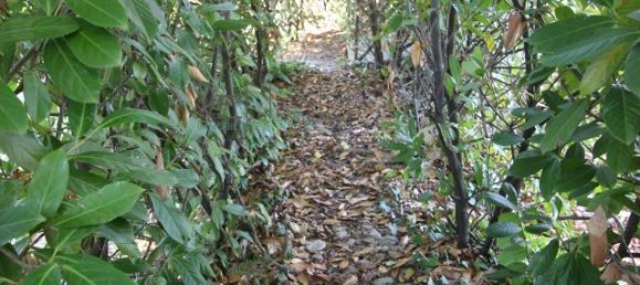 10غرفة فيلا في Tortoreto, Italy رقم 174113 47