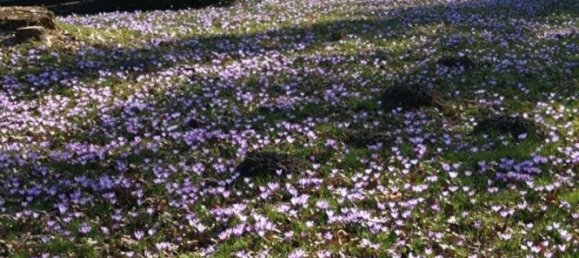 6-Zimmer Haus in Schleswig-Holstein, Germany, Nr. 29871 21