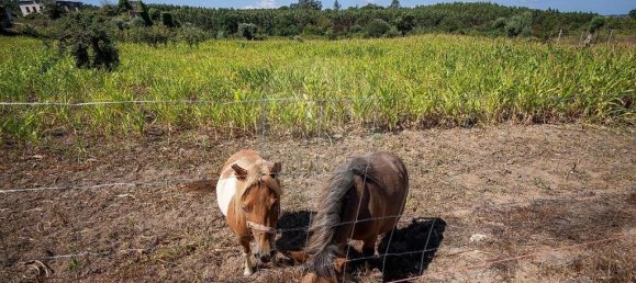 9 bedrooms House in Carregal do Sal, Portugal No. 185830 28