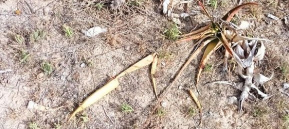 Grundstück in Muro, Spain 1082m², Nr. 92195 7