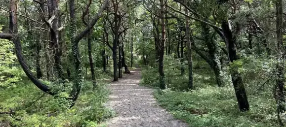 3 غرف نوم بنغالو في Vorpommern-Rugen, Germany رقم 332828 18