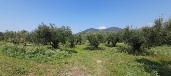 4 Schlafzimmer Gewerbliche Immobilie in Polygyros, Greece, Nr. 3496 21