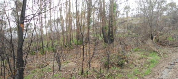 Land in Marco de Canaveses, Portugal No. 56181 3