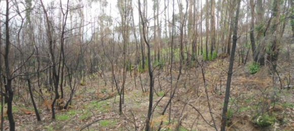 Land in Marco de Canaveses, Portugal No. 56181 5