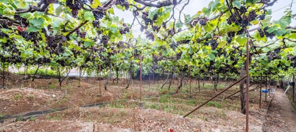 Gebäude in Funchal, Portugal 205m², Nr. 69243 11