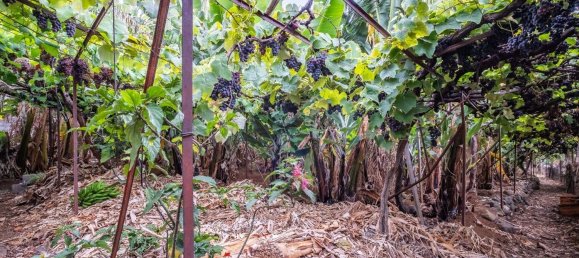 Gebäude in Funchal, Portugal 205m², Nr. 69243 12