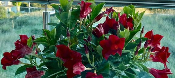 Apartamento T2 em Calpe, Spain N.º 141972 2