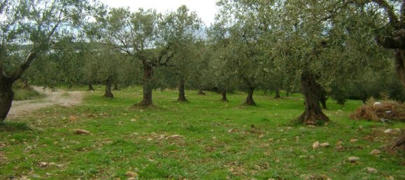  فندق في Chalkidiki, Greece 16728متر مربع رقم 8048 4