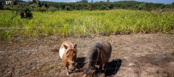 9 bedrooms House in Carregal do Sal, Portugal No. 185829 35