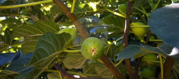 5 bedrooms House in Baiao, Portugal No. 177077 24