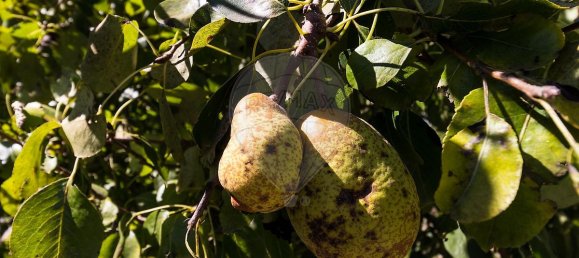 5 bedrooms House in Baiao, Portugal No. 177077 21