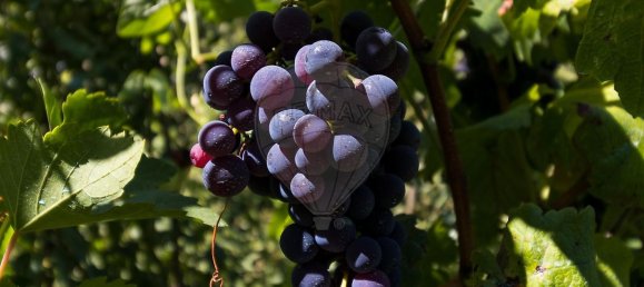 5 bedrooms House in Baiao, Portugal No. 177077 22