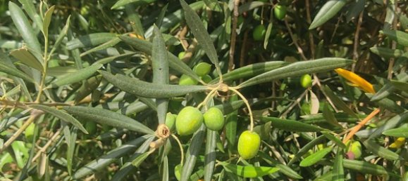 2 bedrooms House in Mijas, Spain No. 146884 4