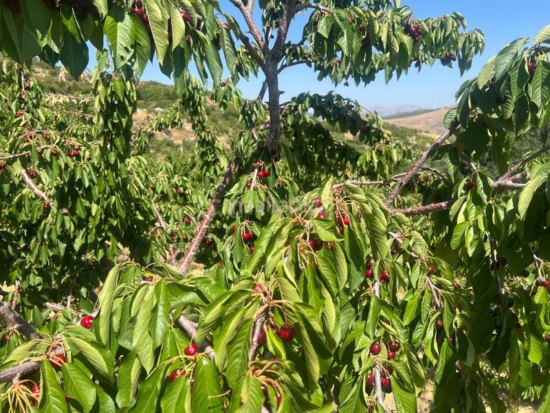 30000m² Land in Granada, Spain No. 194803