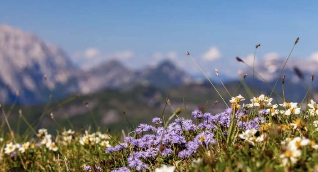 Land in Reichenau, Austria No. 94648