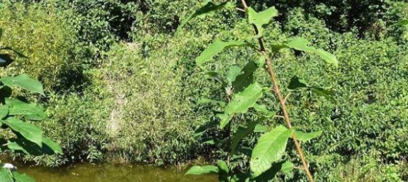 1976m² Land in Altenmarkt an der Triesting, Austria No. 162529 3