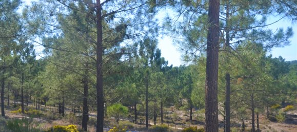 215m² Land in Grandola, Portugal No. 129741 3