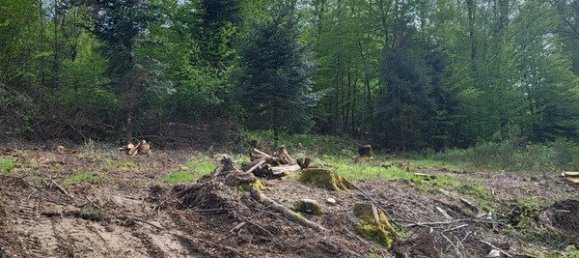  Land in Saulcy-sur-Meurthe, France No. 63320 3