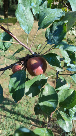 2000m² Land in Collesalvetti, Italy No. 276734