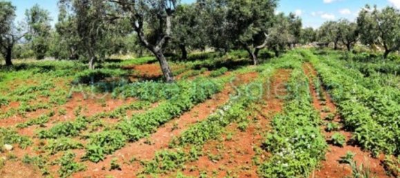 Grundstück in Castrignano del Capo, Italy 3800m², Nr. 78792 4