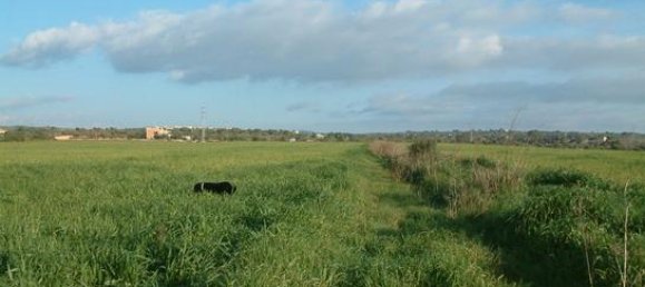 Terrain à Palma de Majorca, Spain 360000m² No. 157381 7