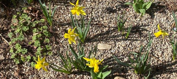 3 rooms Apartment in Wahring, Austria No. 174385 5