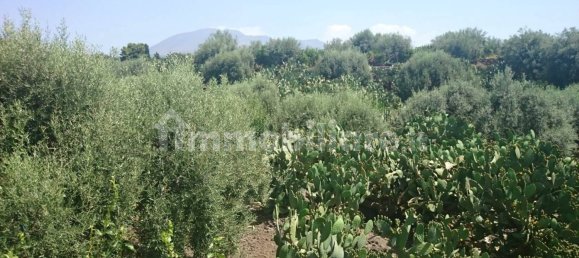 7000m² Land in Santa Maria di Licodia, Italy No. 251260 5