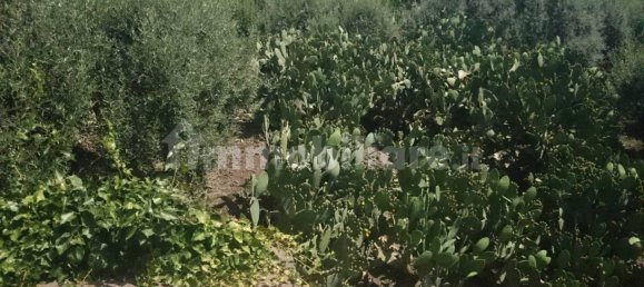 7000m² Land in Santa Maria di Licodia, Italy No. 251260 7