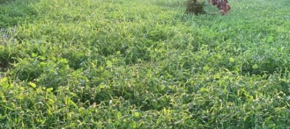 Grundstück in Noto, Italy 8242m², Nr. 234367 12