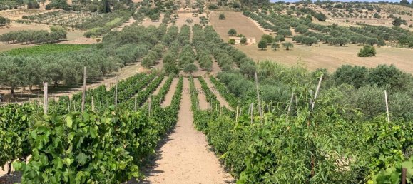 Grundstück in Noto, Italy 8242m², Nr. 234367 3