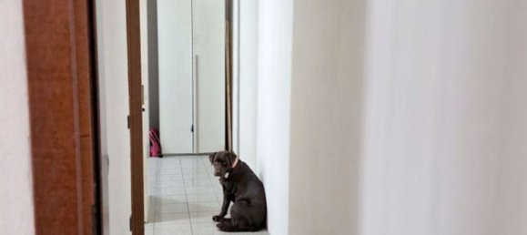 2 rooms Apartment in Baranzate, Italy No. 8354 5