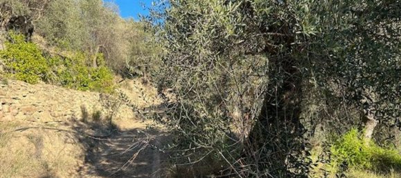 Земельный участок 10000м² в Кампороссо, Италия № 131441 2