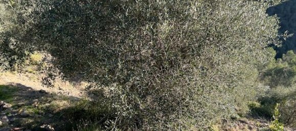 Земельный участок 10000м² в Кампороссо, Италия № 131441 11