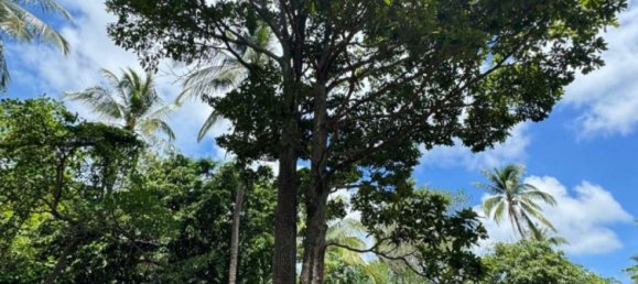  Commercial property in Surat Thani, Thailand No. 23512 9