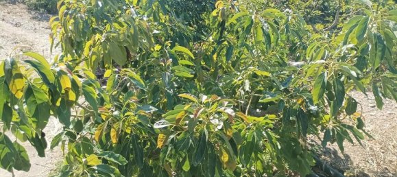 Terreno em Granada, Spain 31750 m² N.º 148473 6