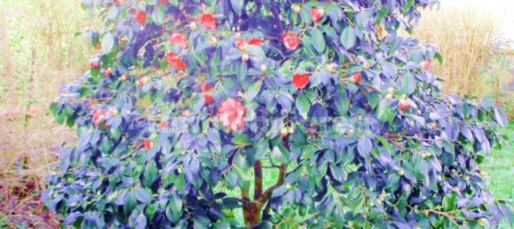 10 bedrooms Villa in Castelfranco di Sotto, Italy No. 203900 4