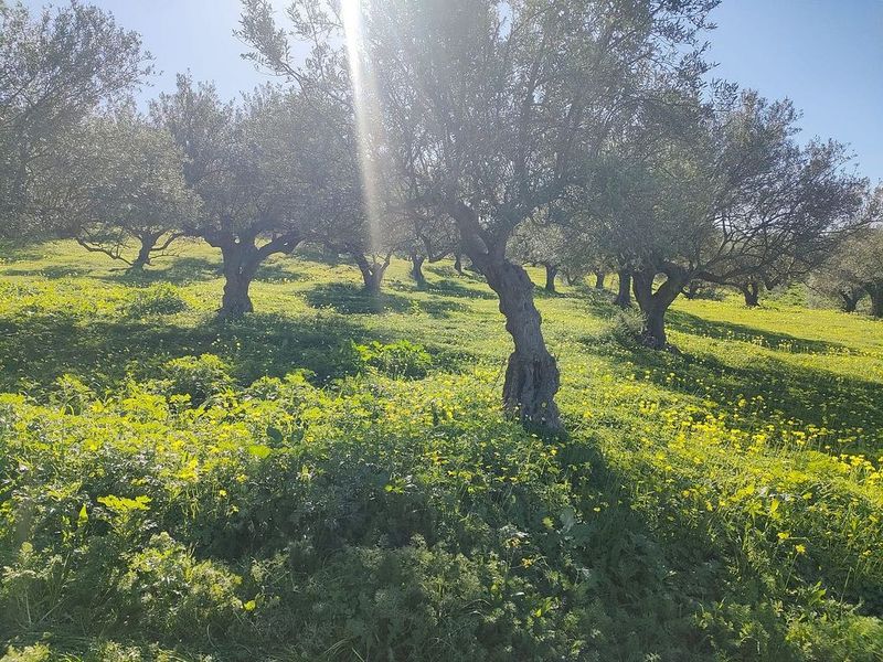  قطعة أرض في Alhaurin el Grande, Spain 11200متر مربع رقم 225318