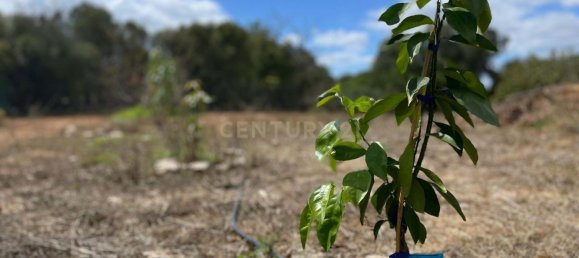 3 bedrooms Land in Olhao, Portugal No. 135772 34