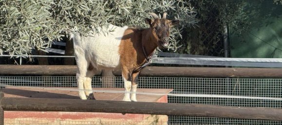 4 Schlafzimmer Haus in Coin, Spain, Nr. 154261 26