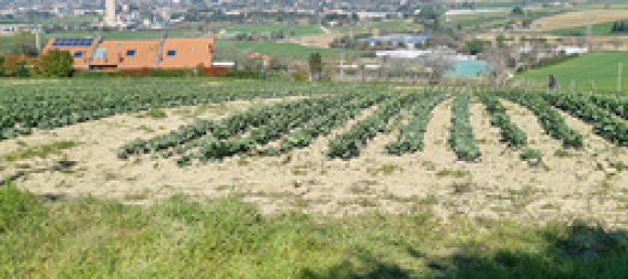 Grundstück in Coriano, Italy 1000m², Nr. 251312 4