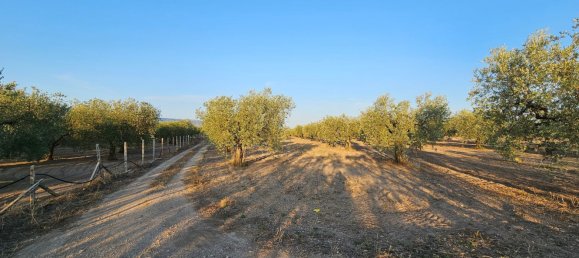 44000m² Land in San Severo, Italy No. 302757 5