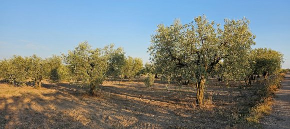 44000m² Land in San Severo, Italy No. 302757 6