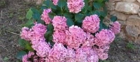 Studio in Montesegale, Italy, Nr. 58915 3