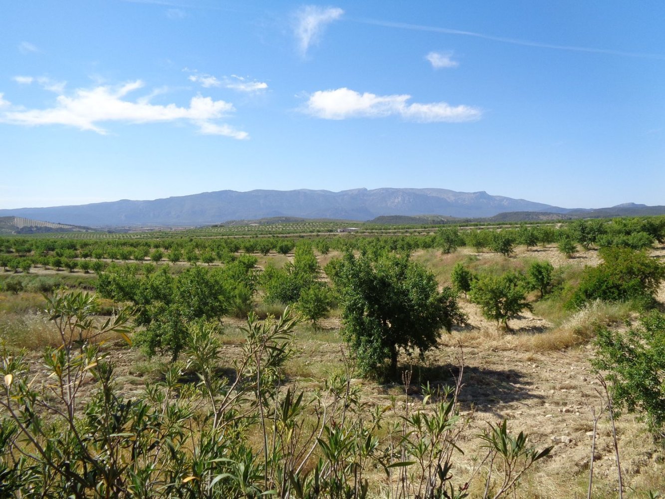  Land in Mula, Spain No. 162042