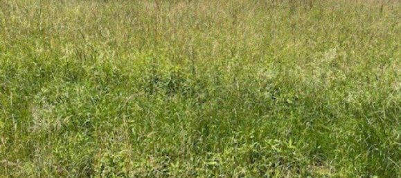 Terrain à Oberwart, Austria No. 48223 2