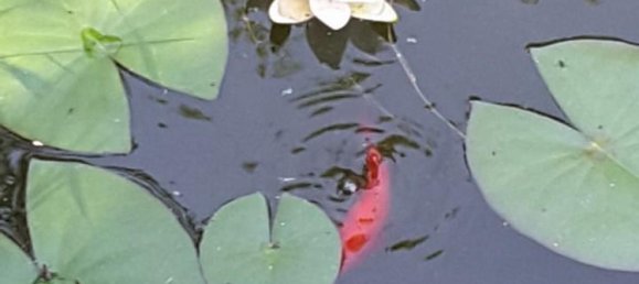 5 bedrooms Office in Angouleme, France No. 37945 5