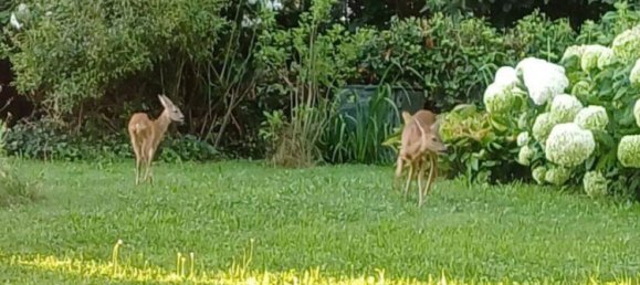 2 غرف نوم شقة في Waldshut, Germany رقم 5922 8