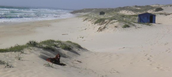 Terreno en Santiago do Cacem, Portugal 140300 m² No. 50843 12