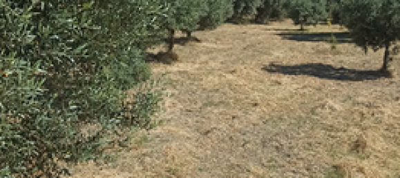 Grundstück in Gerace, Italy 13000m², Nr. 267250 5