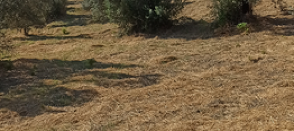 Grundstück in Gerace, Italy 13000m², Nr. 267250 2